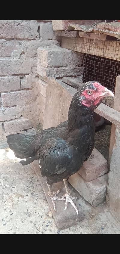 Aseel mushki madi urgent for sale