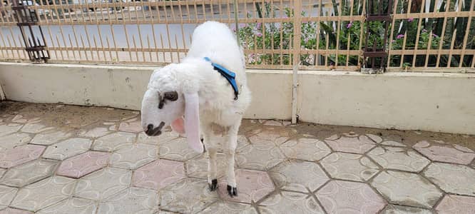 Goat baby and sheep available 0/3/3/6/1/8/6/9/8/6/6