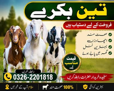 Bakray For sale