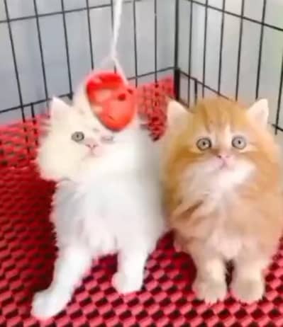(Persian female kitten) (for sale all) (Pakistan delivery available)
