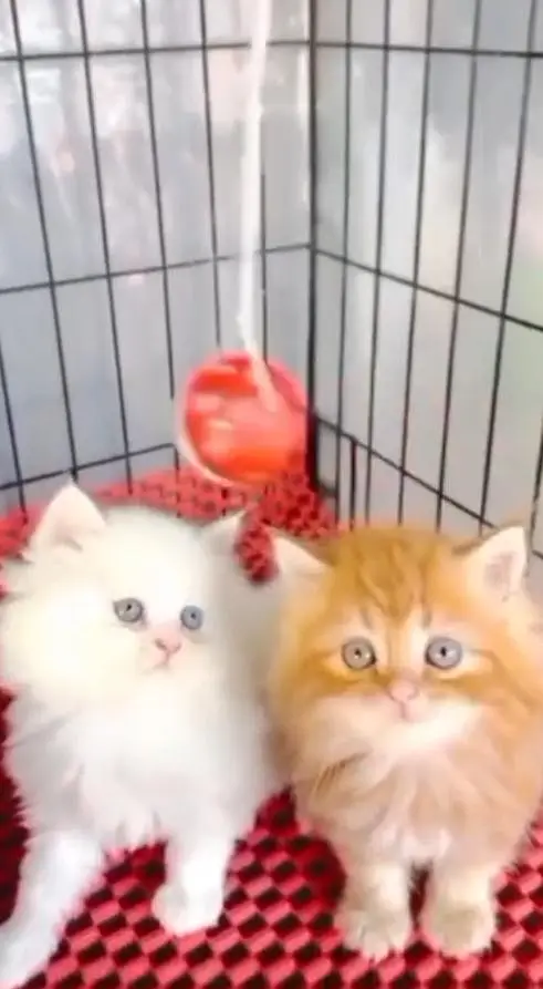 (Persian female kitten) (for sale all) (Pakistan delivery available) — photo 2