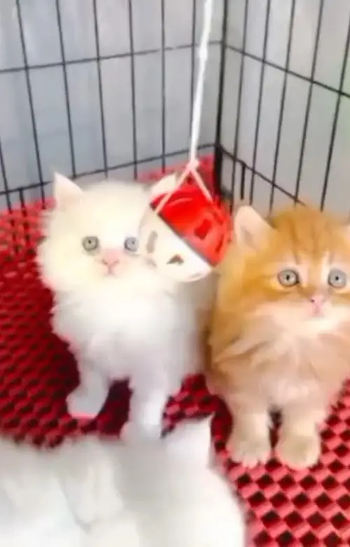 (Persian female kitten) (for sale all) (Pakistan delivery available) — photo 4