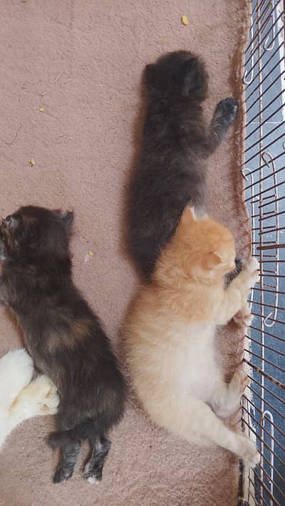 Kittens for sale