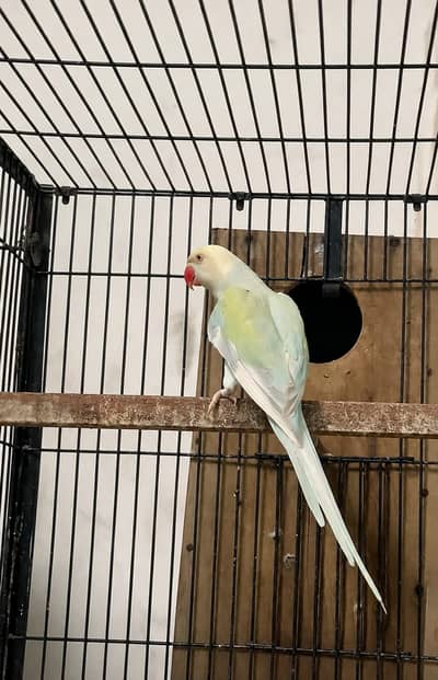 RAINBOW RINGNECK FEMALE