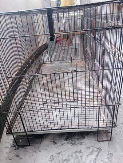 parrot  cages