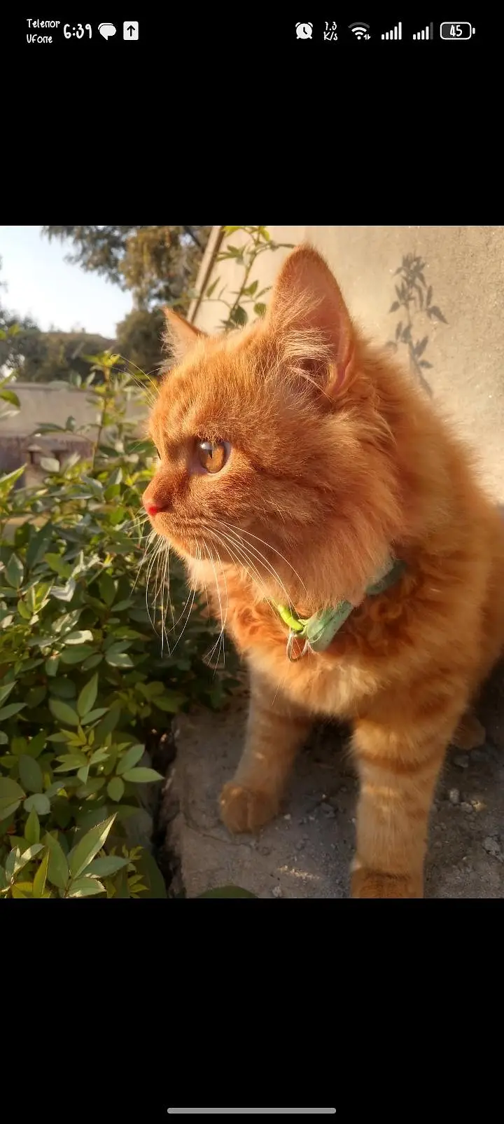 2 years old male brown cat available for sale — photo 4