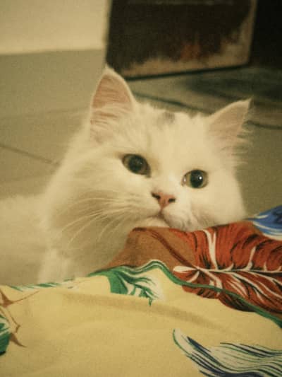 Persian White Female Short Leg