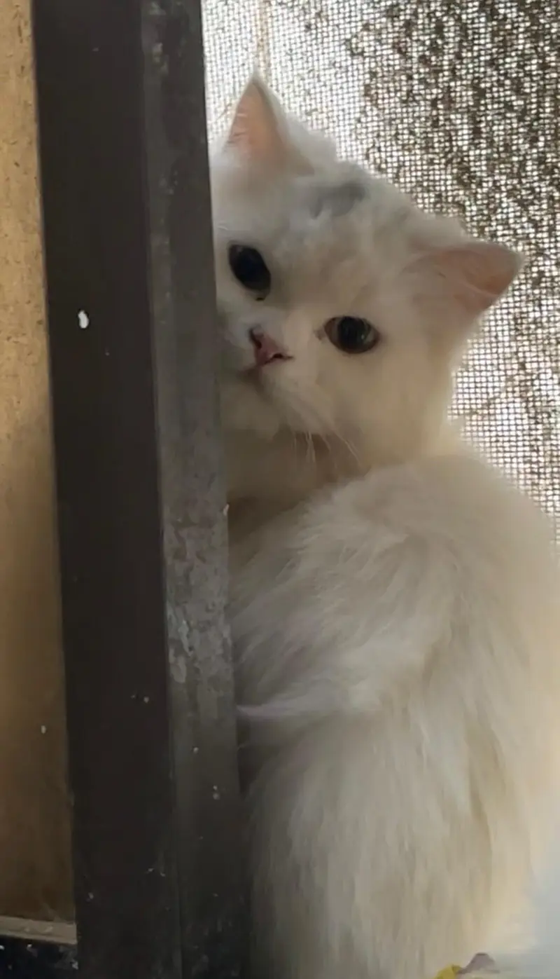 Persian White Female Short Leg — photo 2