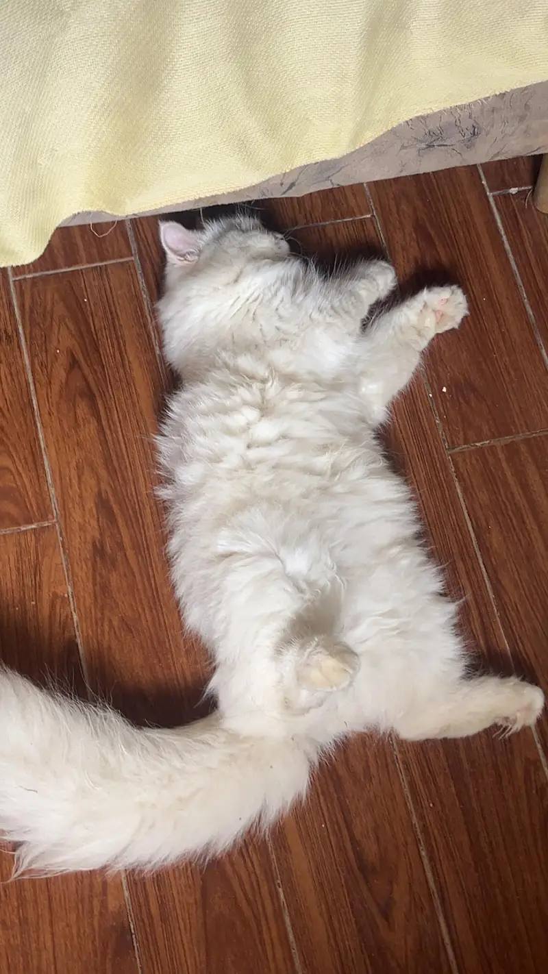 Persian White Female Short Leg — photo 3