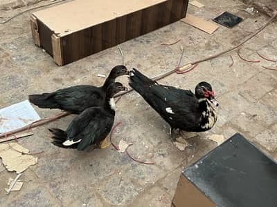 Muscovy Ducks breeding Rich Black american Breed 1male 2 females