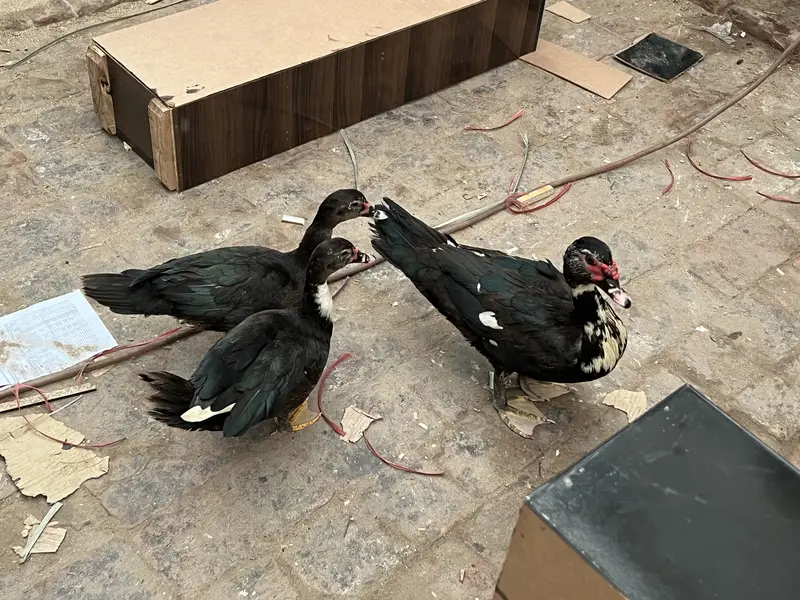 Muscovy Ducks breeding Rich Black american Breed 1male 2 females