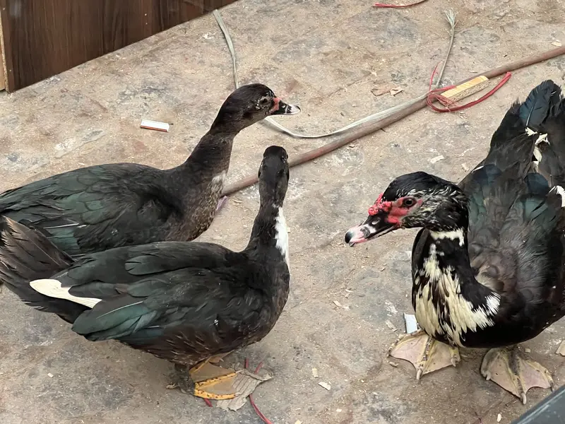 Muscovy Ducks breeding Rich Black american Breed 1male 2 females — photo 2