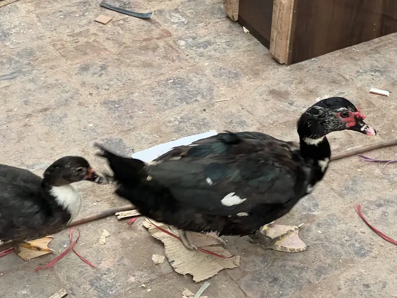 Muscovy Ducks breeding Rich Black american Breed 1male 2 females — photo 3
