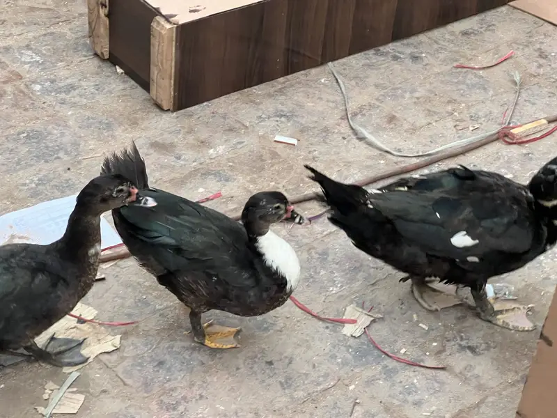 Muscovy Ducks breeding Rich Black american Breed 1male 2 females — photo 4