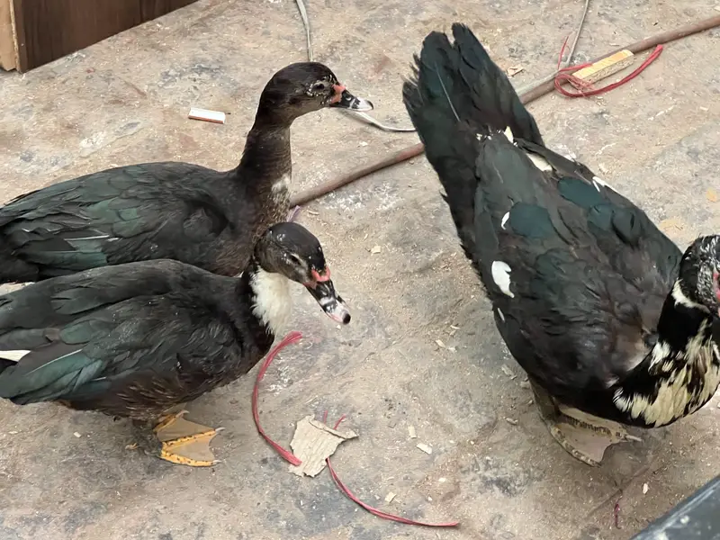 Muscovy Ducks breeding Rich Black american Breed 1male 2 females — photo 5