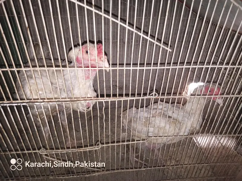 Aseel Heera Pair at low price — photo 2