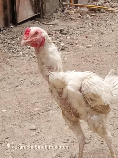 Aseel Heera Pair at low price