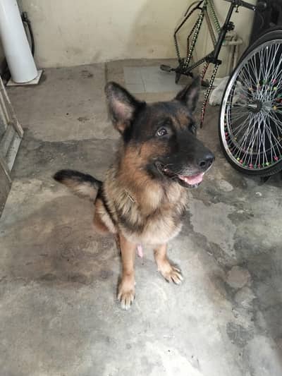 German Shepherd Male Dog for Sale – 3 Years Old