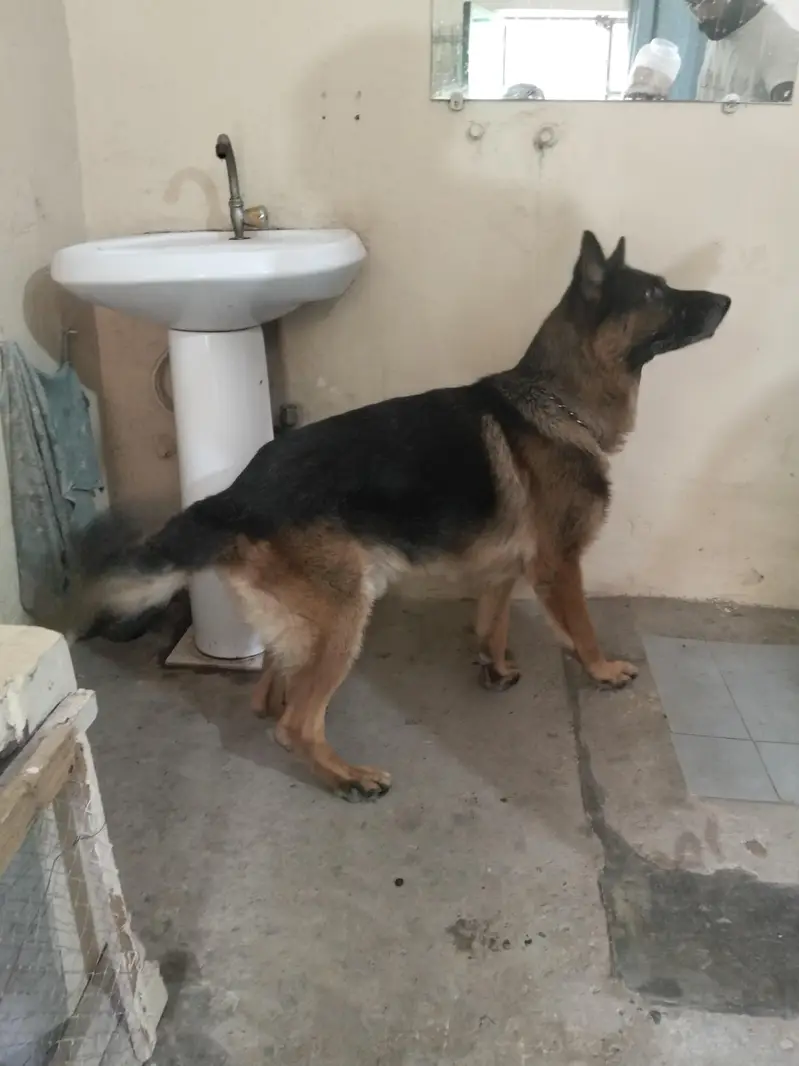 German Shepherd Male Dog for Sale – 3 Years Old — photo 2