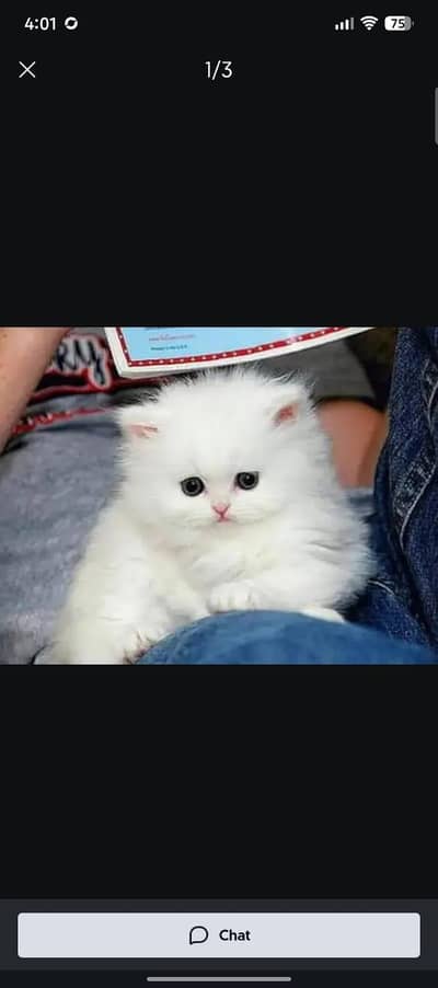 Persian kittens. Whatapp//0370460///2354