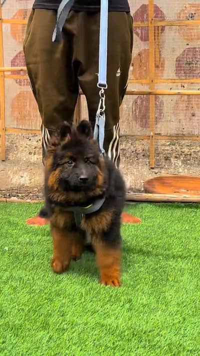 (German- shepherd) (puppies) (argent for sale) Whatsapp 03401430037
