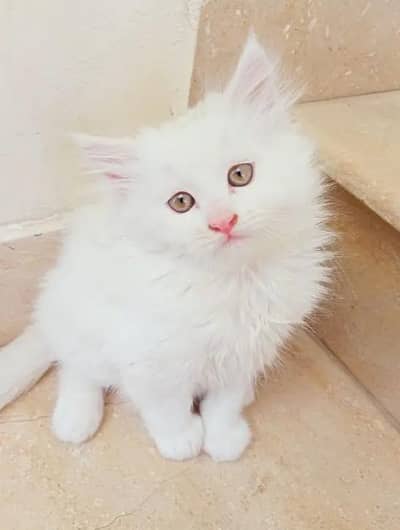 (Persian female kitten) (for sale all) (Pakistan delivery available)