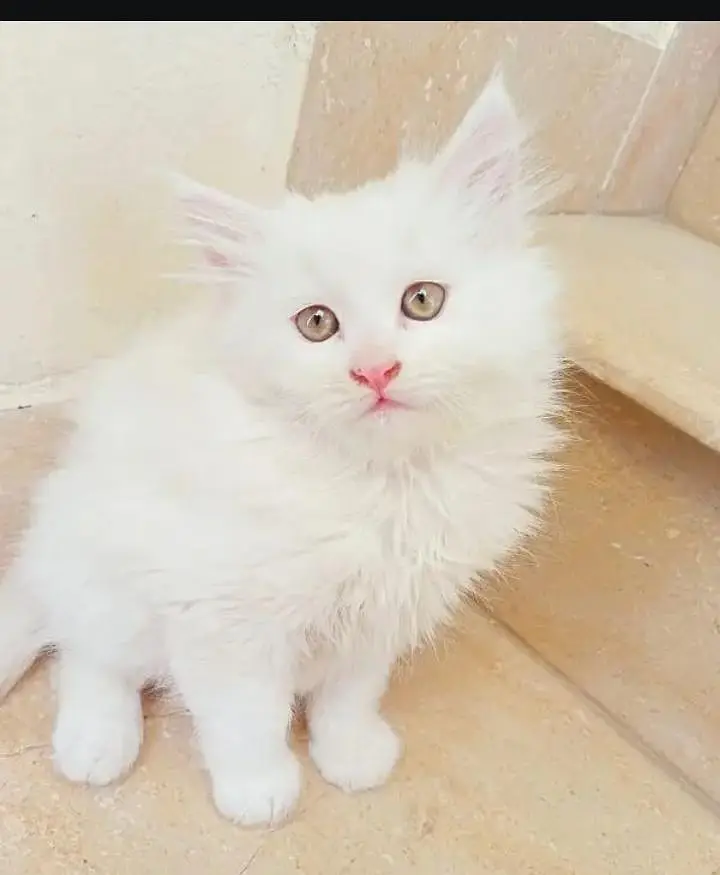 (Persian female kitten) (for sale all) (Pakistan delivery available) — photo 3
