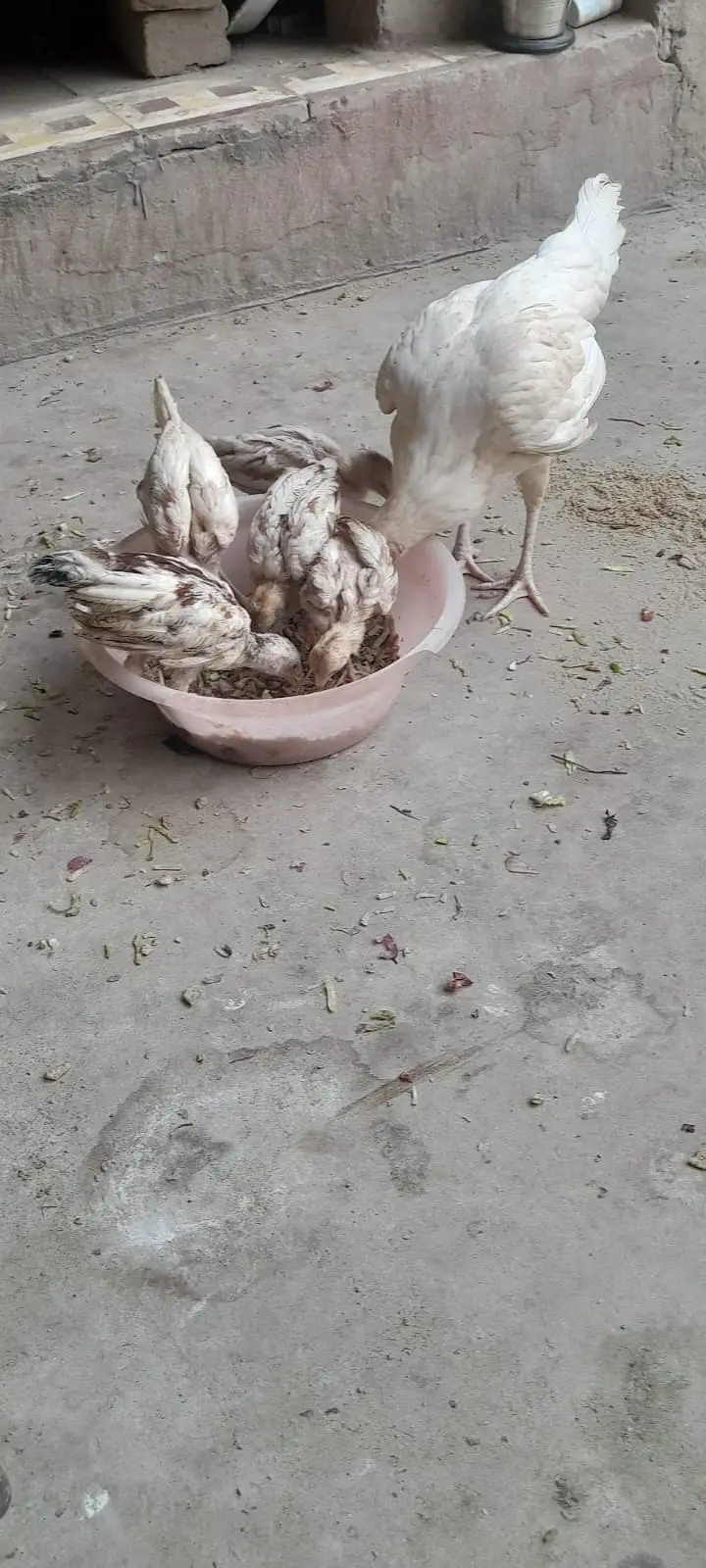 Aseel for sale ( 0312 7185134  contact only whatsapp ) — photo 2