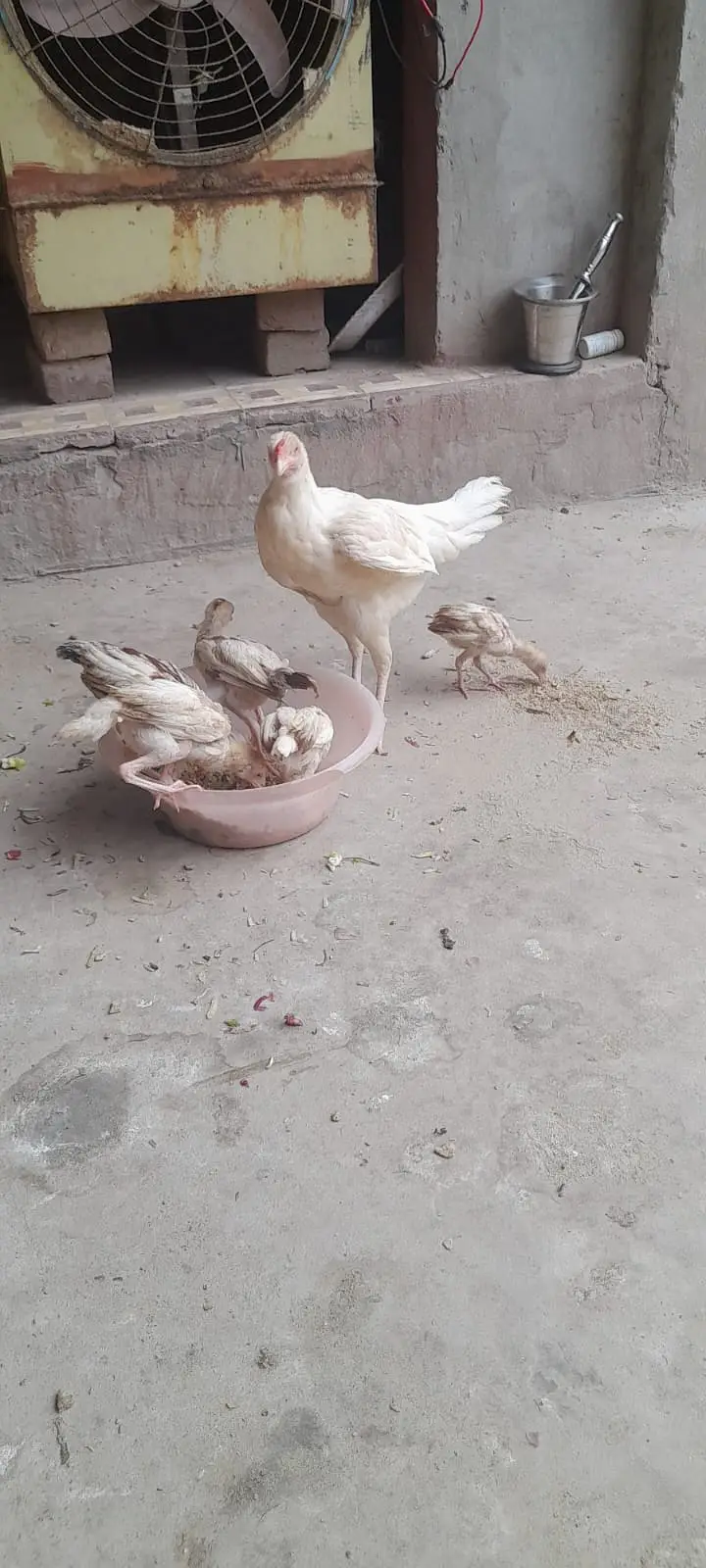 Aseel for sale ( 0312 7185134  contact only whatsapp ) — photo 3