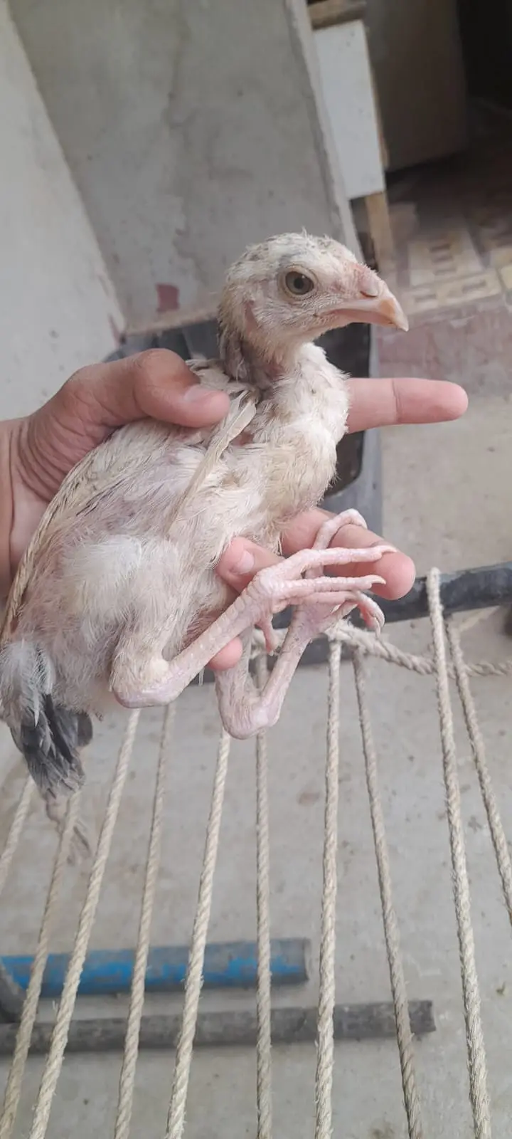 Aseel for sale ( 0312 7185134  contact only whatsapp ) — photo 6