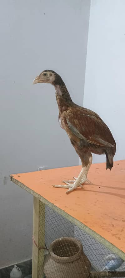 Pure Aseel Pair Home Bread Heighted Male and Bangam Female