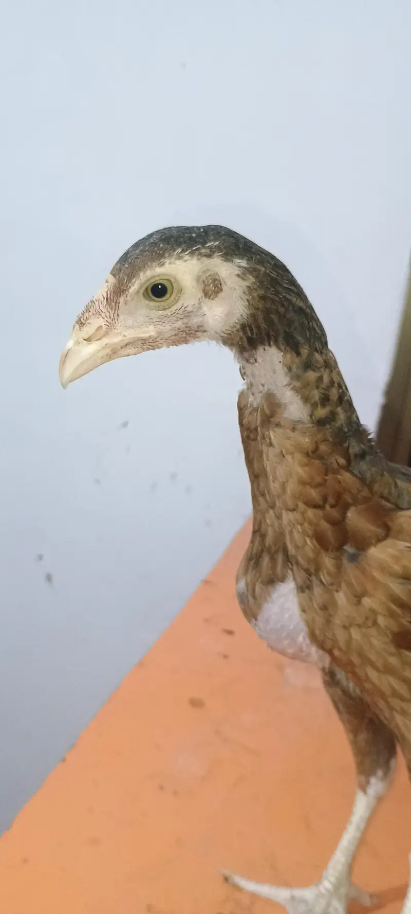 Pure Aseel Pair Home Bread Heighted Male and Bangam Female — photo 2