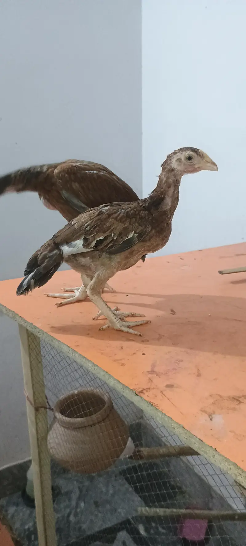 Pure Aseel Pair Home Bread Heighted Male and Bangam Female — photo 3