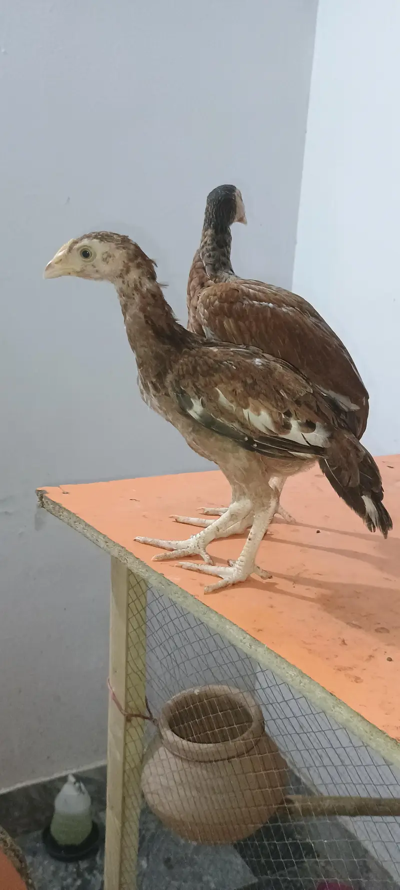 Pure Aseel Pair Home Bread Heighted Male and Bangam Female — photo 4