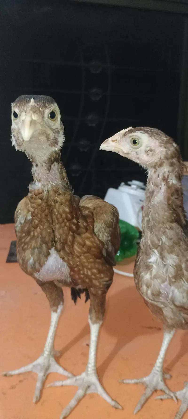 Pure Aseel Pair Home Bread Heighted Male and Bangam Female — photo 5