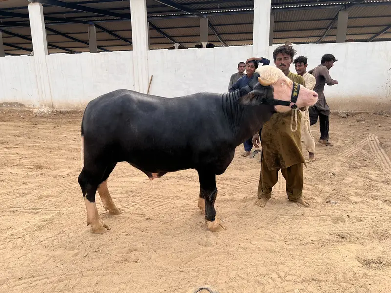 Paada Available for sale — photo 3