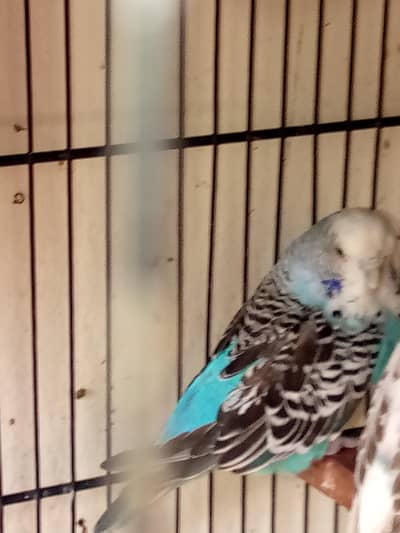 healthy active breeder exhibition female for sale ha