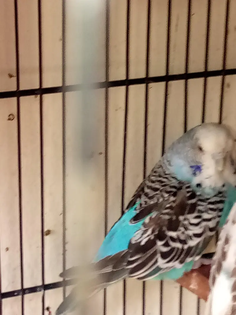 healthy active breeder exhibition female for sale ha — photo 2