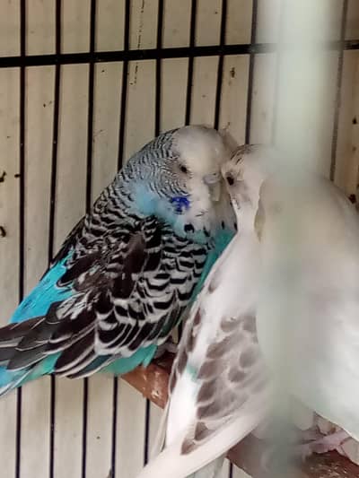 healthy active breeder exhibition female for sale ha