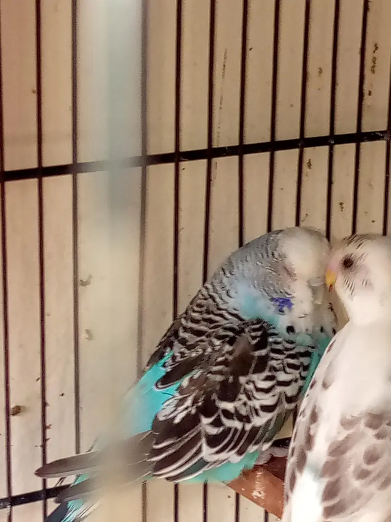 healthy active breeder exhibition female for sale ha — photo 3