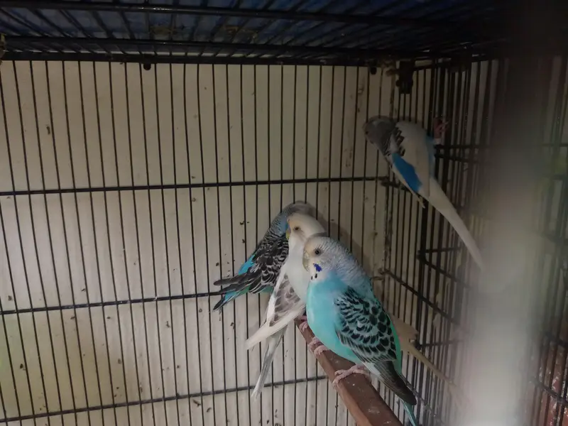 healthy active breeder exhibition female for sale ha — photo 4