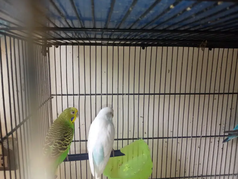 healthy active breeder exhibition female for sale ha — photo 5