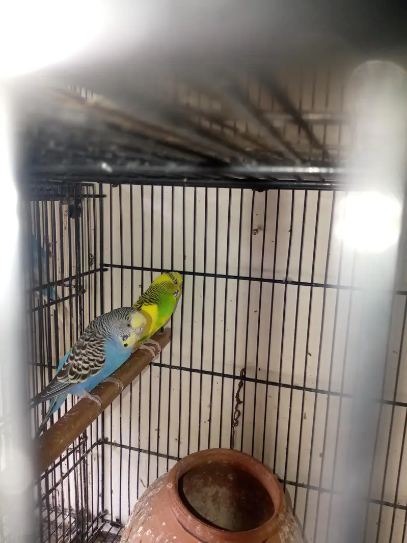 healthy active breeder exhibition female for sale ha — photo 6