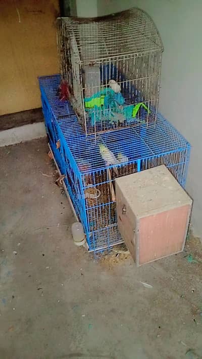 Birds for urgent sale