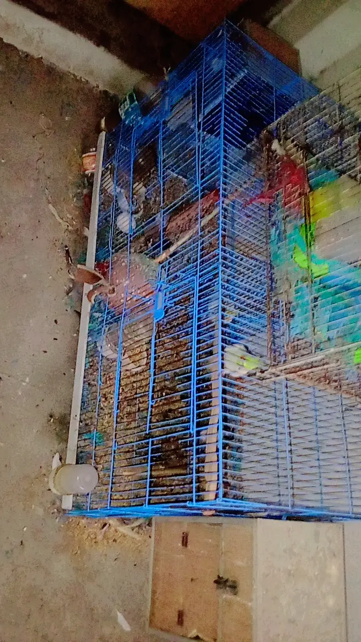 Birds for urgent sale — photo 2