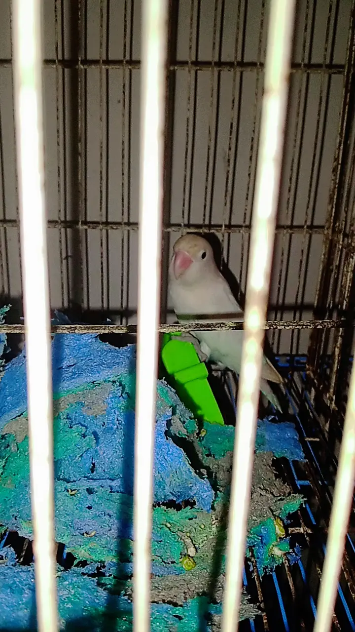 Birds for urgent sale — photo 3