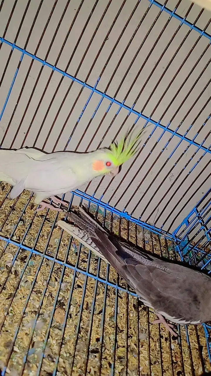 Birds for urgent sale — photo 4