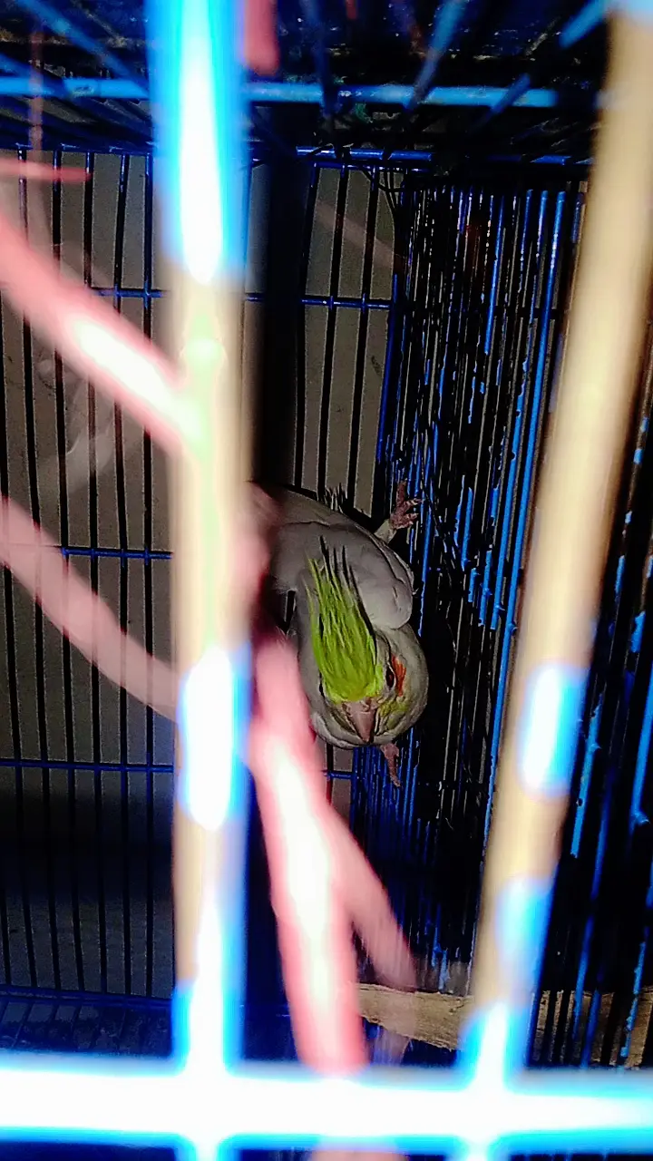 Birds for urgent sale — photo 5
