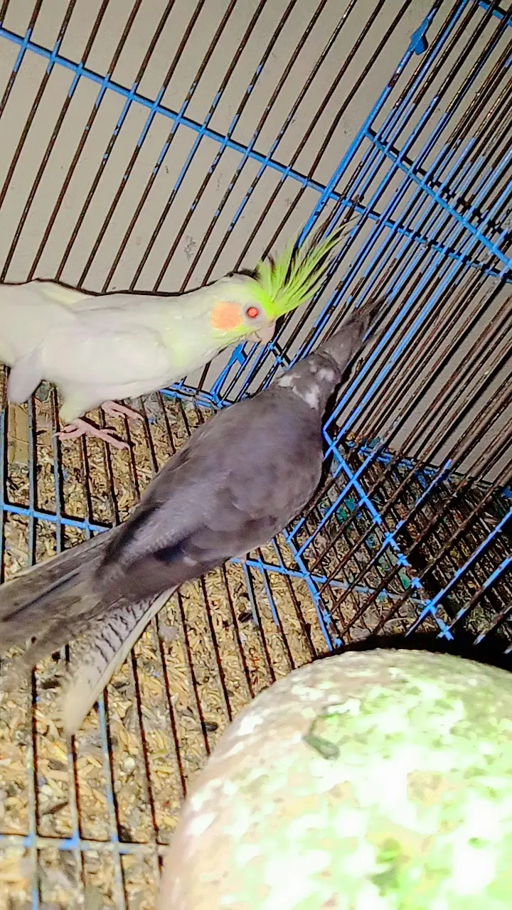 Birds for urgent sale — photo 6