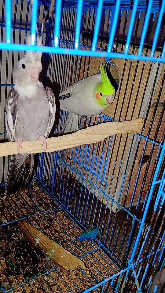Birds for urgent sale — photo 7